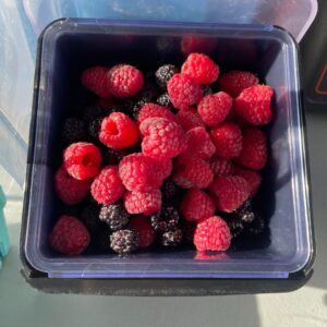 Los Rodriguez Black and Red Raspberries