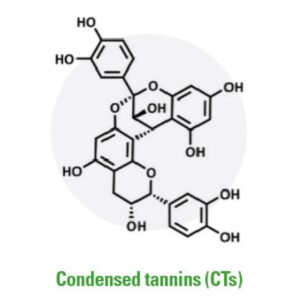 A chemical structure diagram labeled "Condensed tannins (CTs)." The structure shows several hexagonal carbon rings connected by oxygen and hydroxyl groups (OH), representing the molecular makeup of condensed tannins.