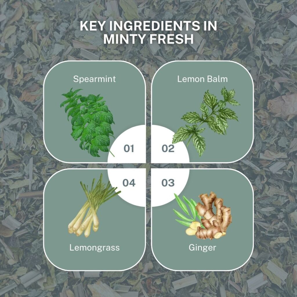 A graphic titled "Key Ingredients in Minty Fresh" featuring four labeled sections with illustrations of the ingredients. The top left shows spearmint labeled as "01," the top right shows lemon balm labeled as "02," the bottom right shows ginger labeled as "03," and the bottom left shows lemongrass labeled as "04." The background is a close-up image of loose tea leaves, creating a natural, earthy aesthetic.