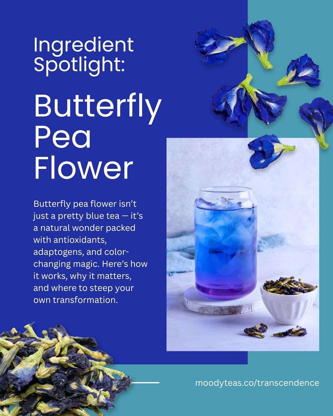 The Magic (and Science) of Butterfly Pea Flower: It’s More Than Just a Pretty Blue Tea!